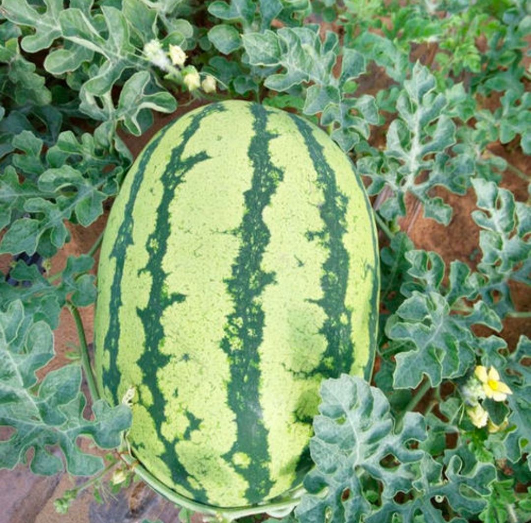 西农8号西瓜种子 西农八号