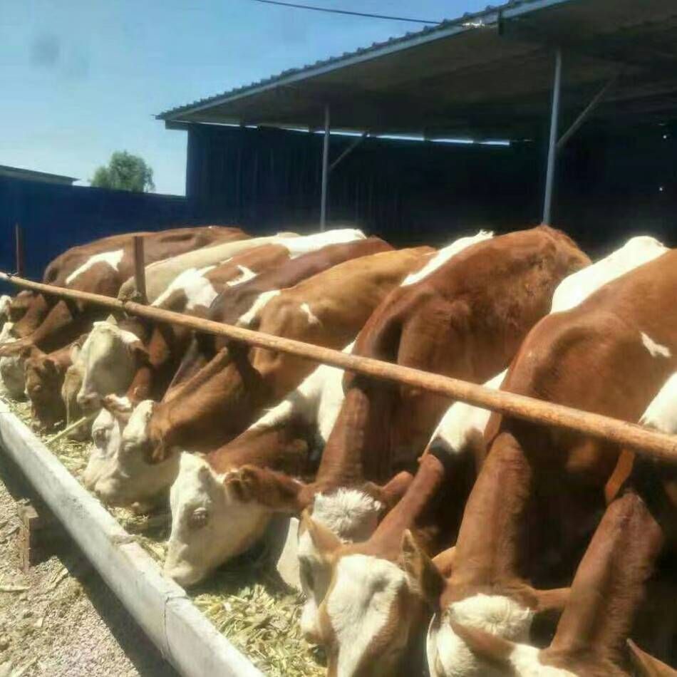 黄牛  肉牛基地现售大量肉牛好品种生长快