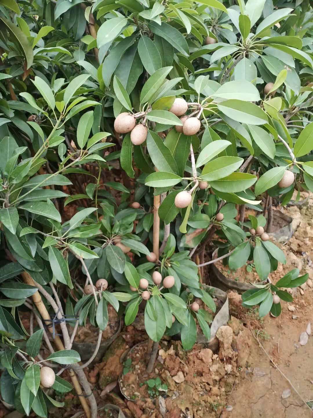 人心果树苗  人心果，营养价格高，易管理