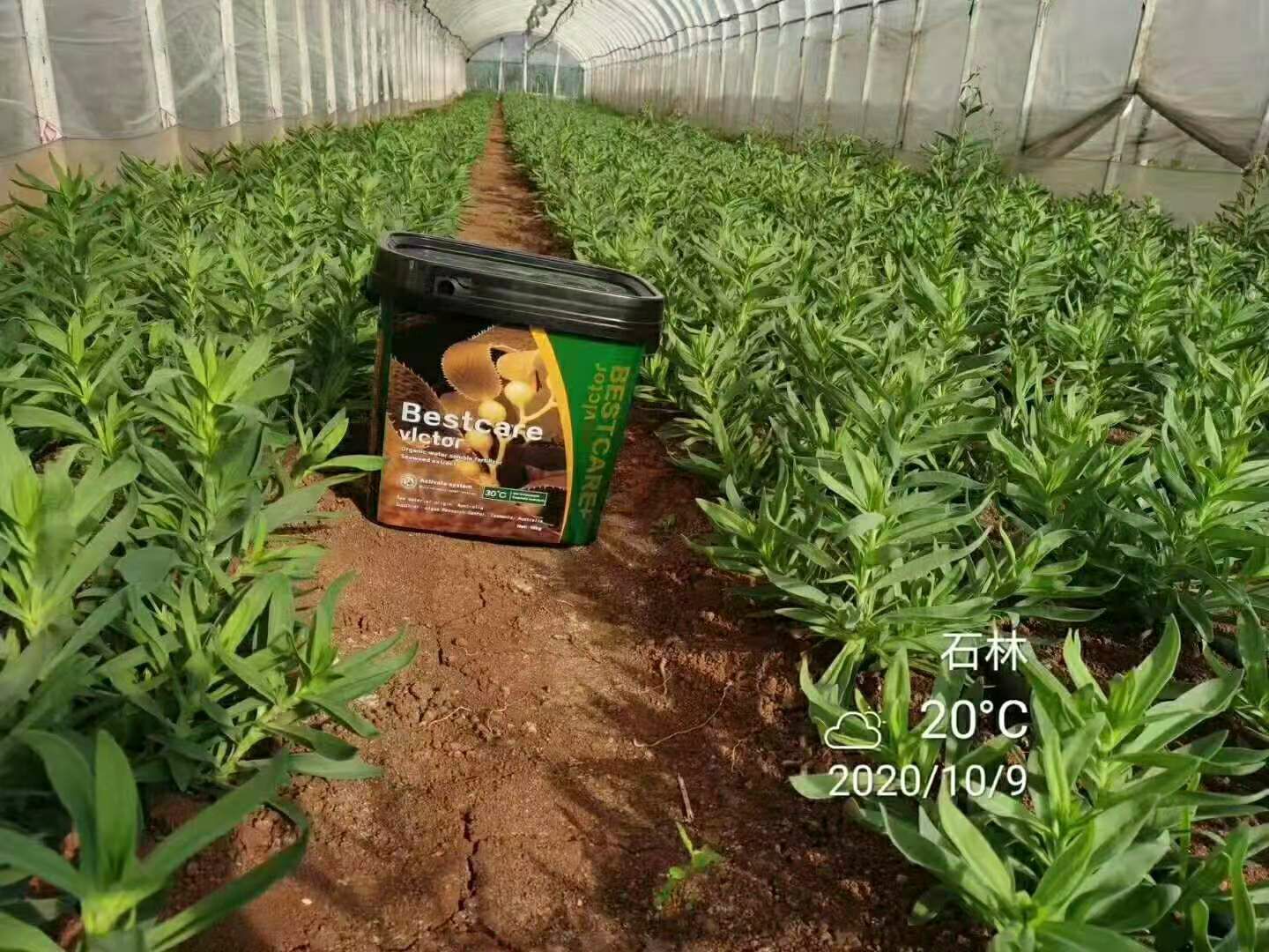 水溶肥料  【百纯藻】有机 澳大利亚海藻精原液 葡萄专用肥