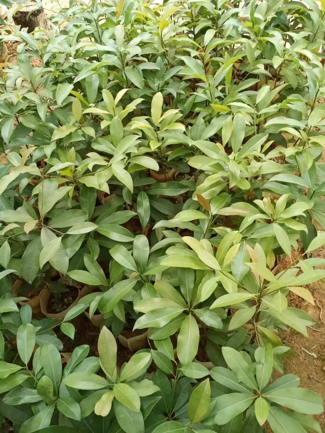 人心果树苗  人心果，营养价格高，易管理