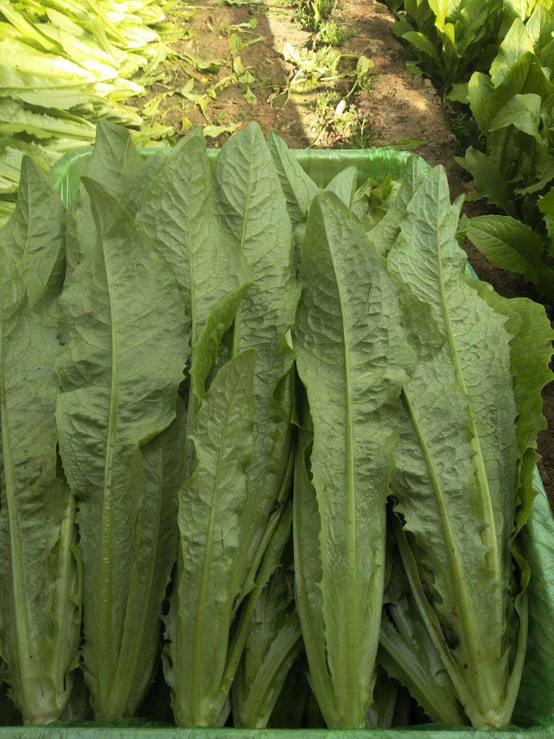 精品美冠油麦菜，常年大量供应粗颗细颗油麦菜都有，各种叶菜之类