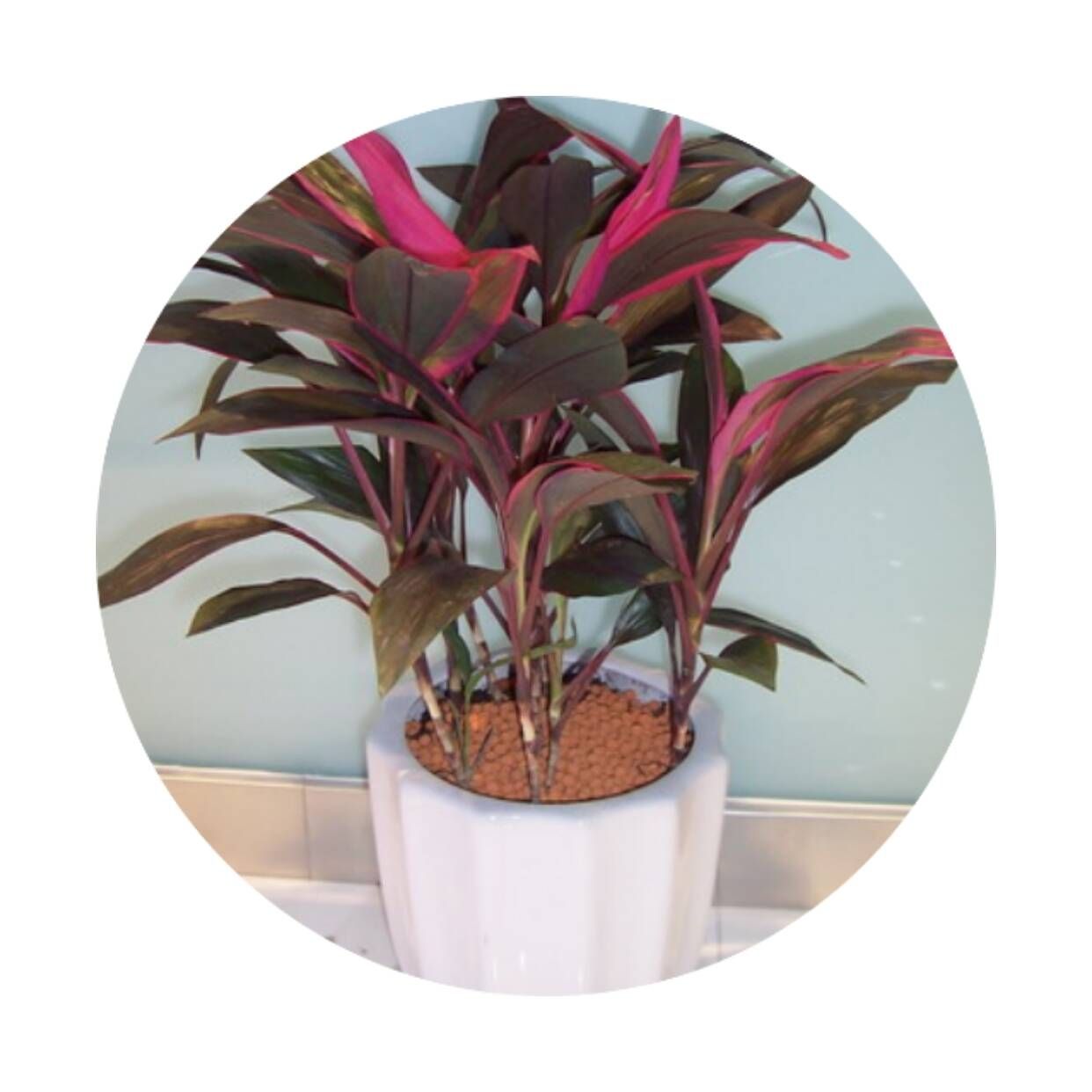 红叶朱蕉 朱蕉苗 红竹苗 亮叶红铁树 朱焦工程绿化苗