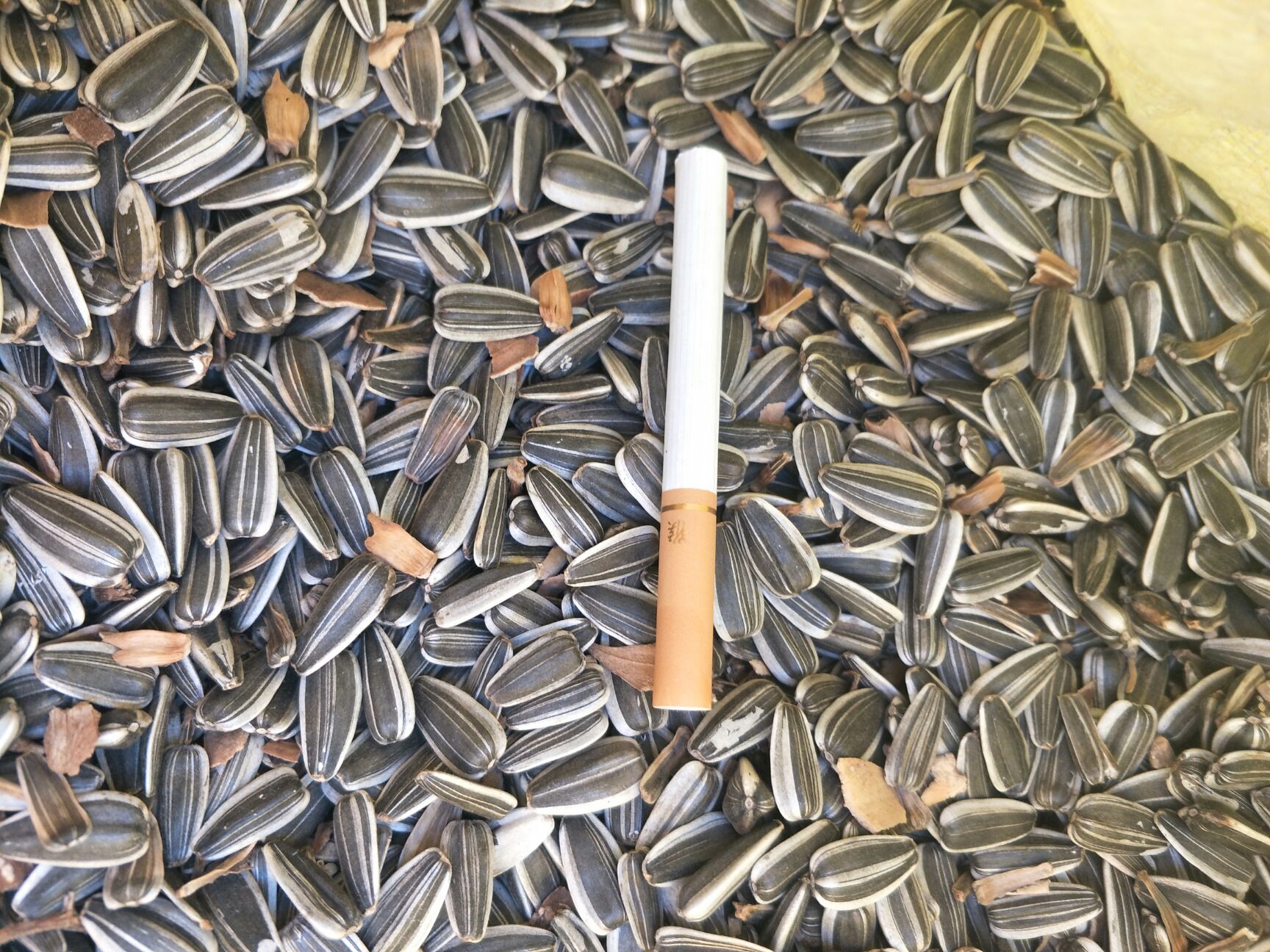 葵瓜子  自己家种的3135葵花，个大，仔饱满