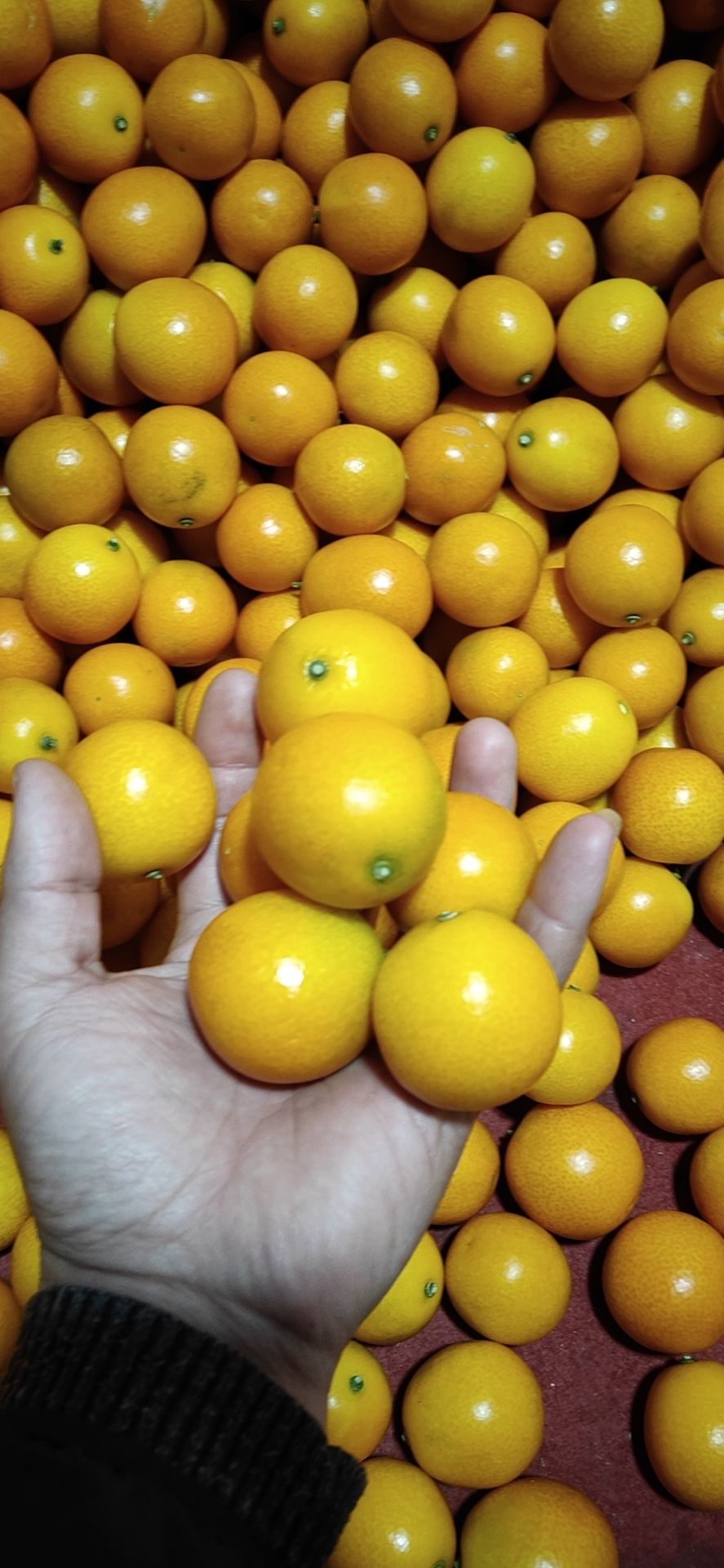 热卖广西阳朔金桔