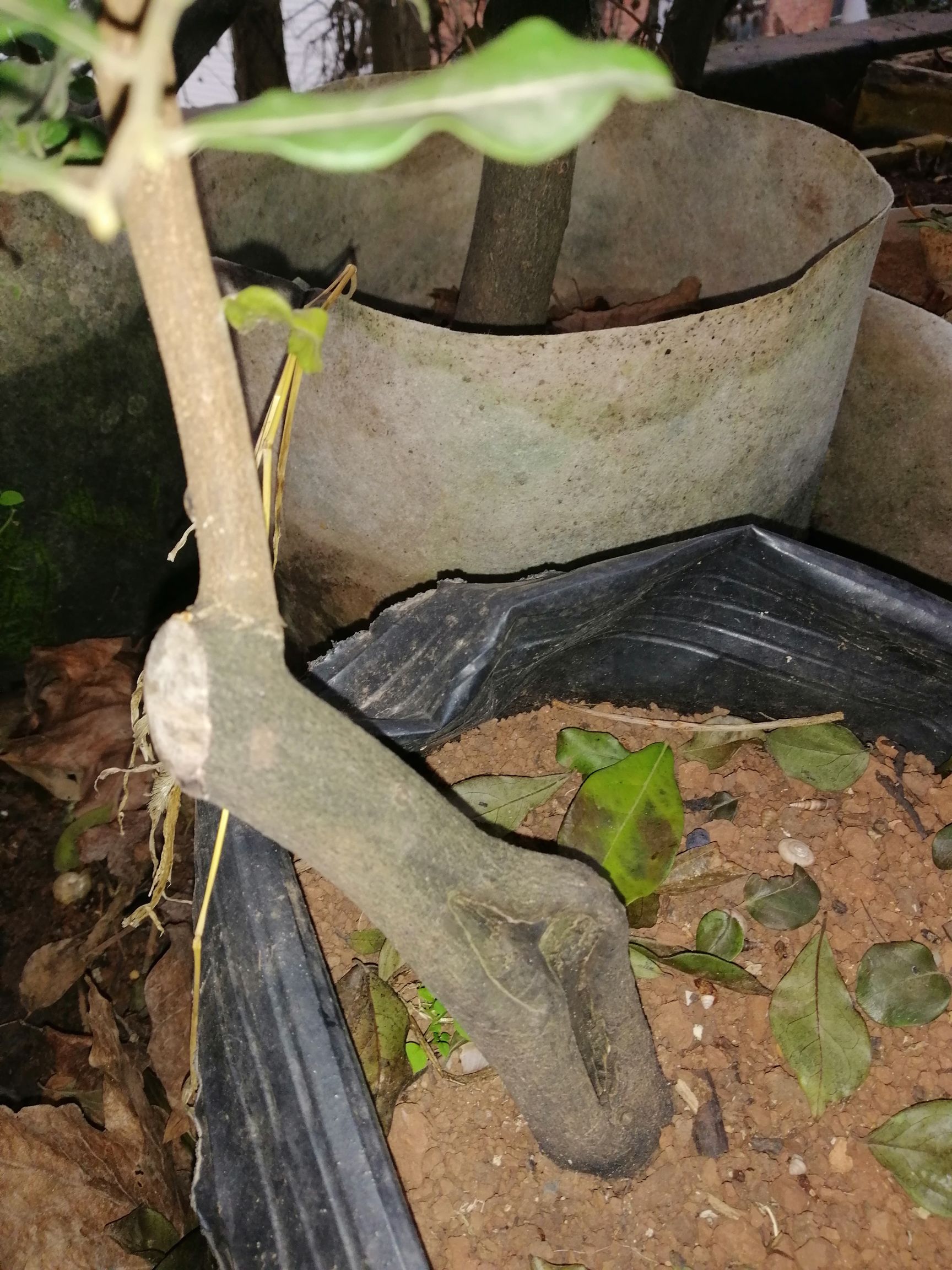  金弹子造型树桩，多年熟柱，