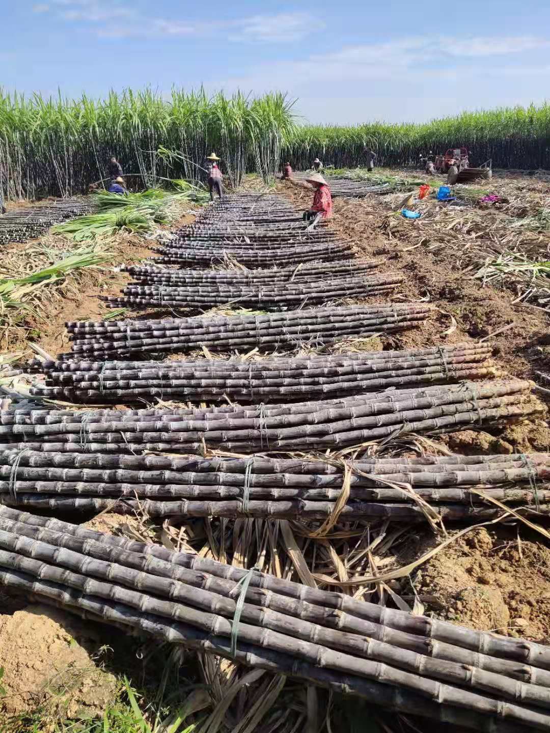 现砍广西新鲜清甜水果甜甘蔗批发整箱包邮黑蔗纸箱装装