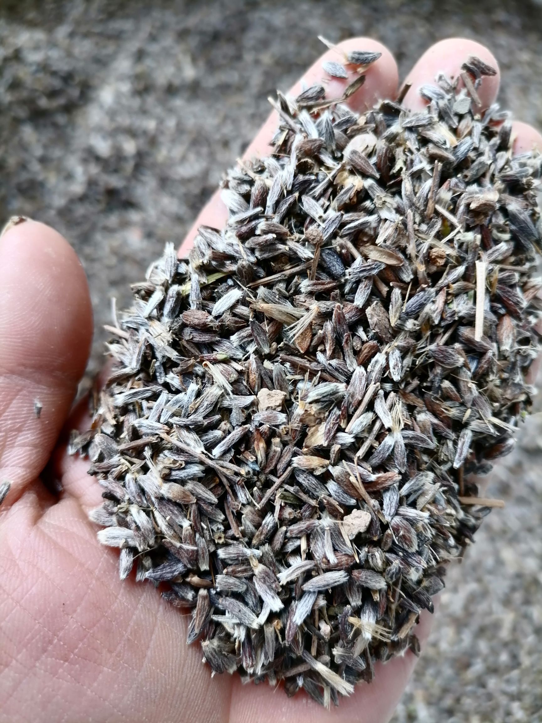 朱砂点苍术种子，质量保证，种子后熟后采摘，出苗率保证