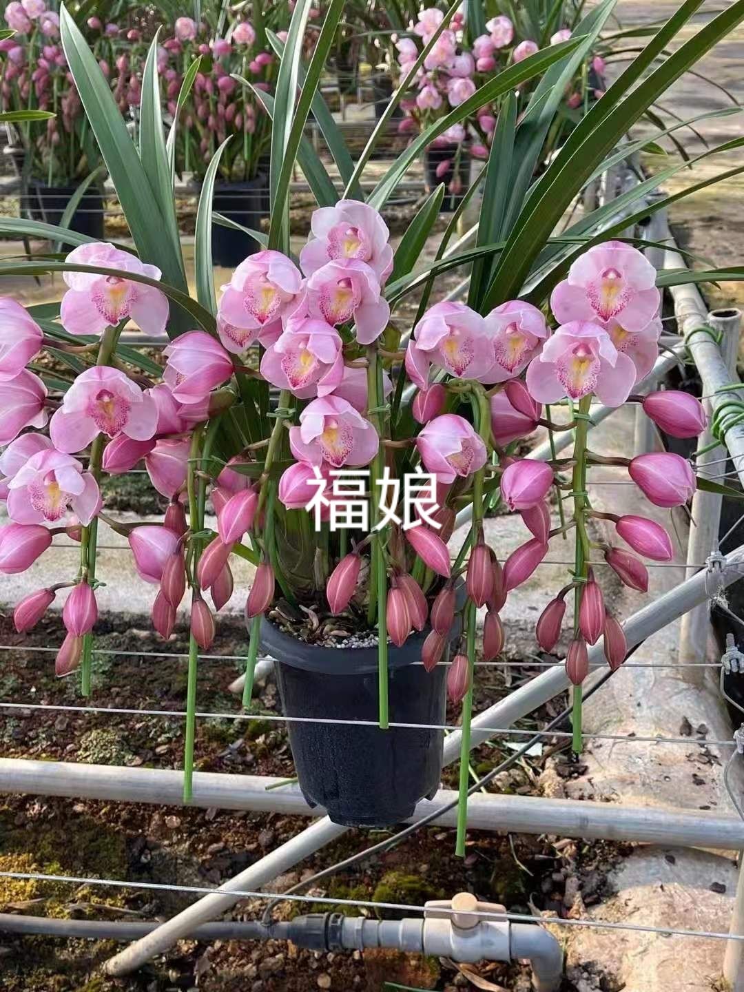 大花惠兰带花苞原盆发货兰花客厅室内观花植物