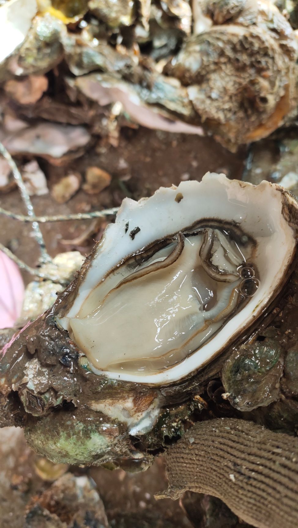 牡蛎 北部湾肥美爽脆生蚝