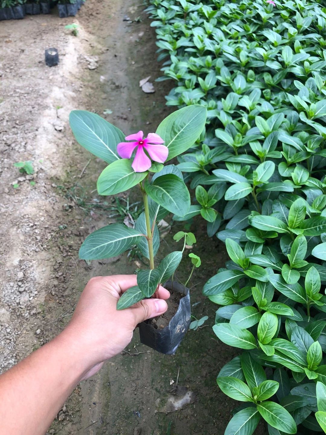 长春花用于庭院，公园，开花很好看，20高