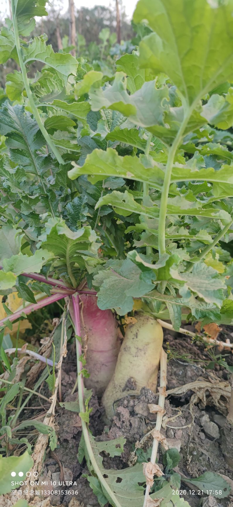 六0白菜大萝卜水萝卜自家种无农药无施肥马上可摘