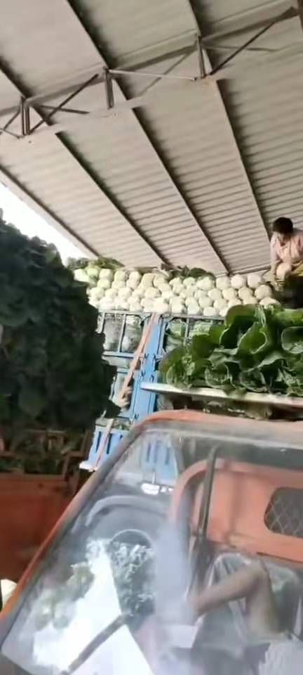  【精品】黄心大白菜