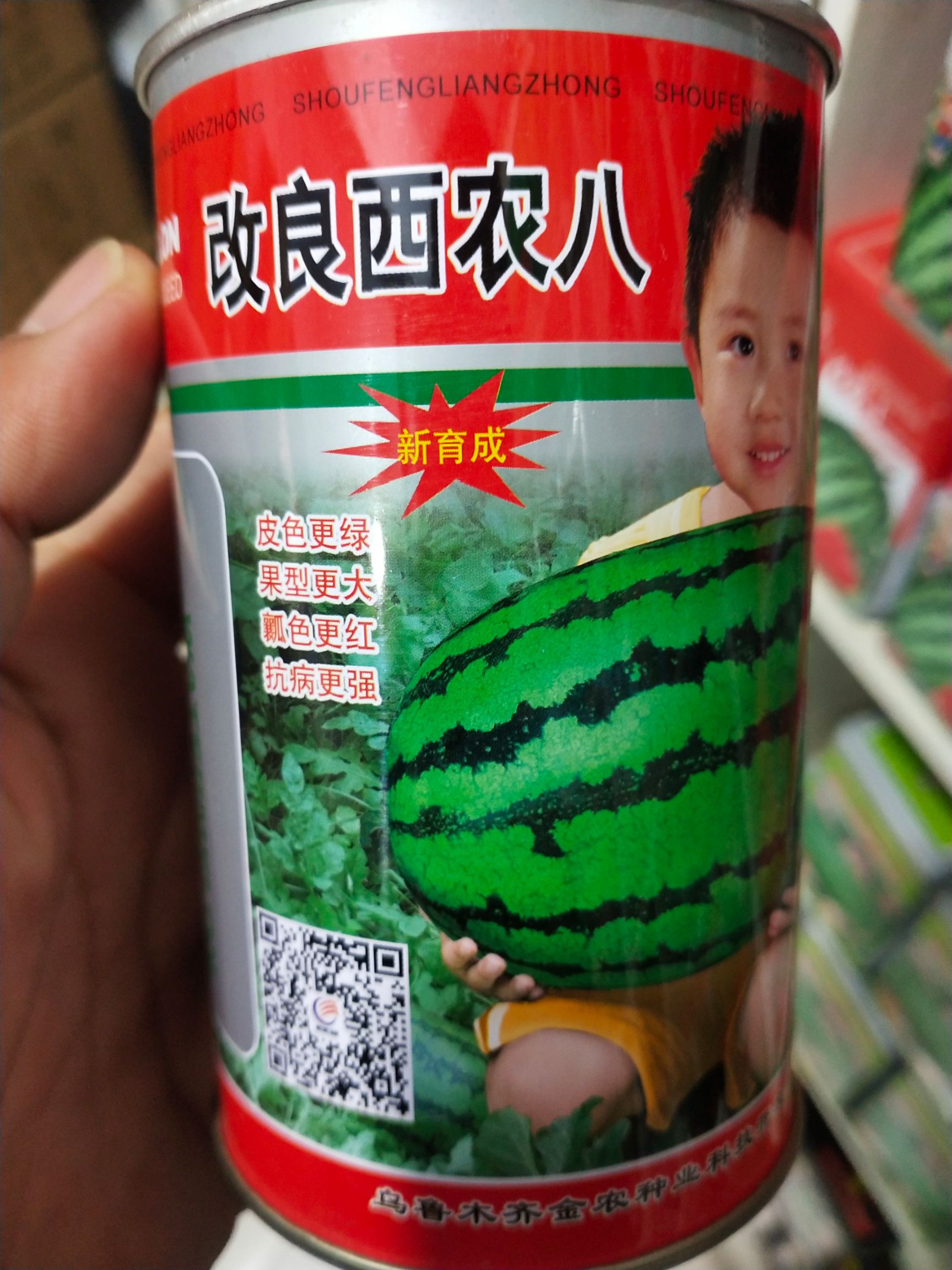 西农8号西瓜种子  改良西农八号新育成皮色更绿果型瓤色大红