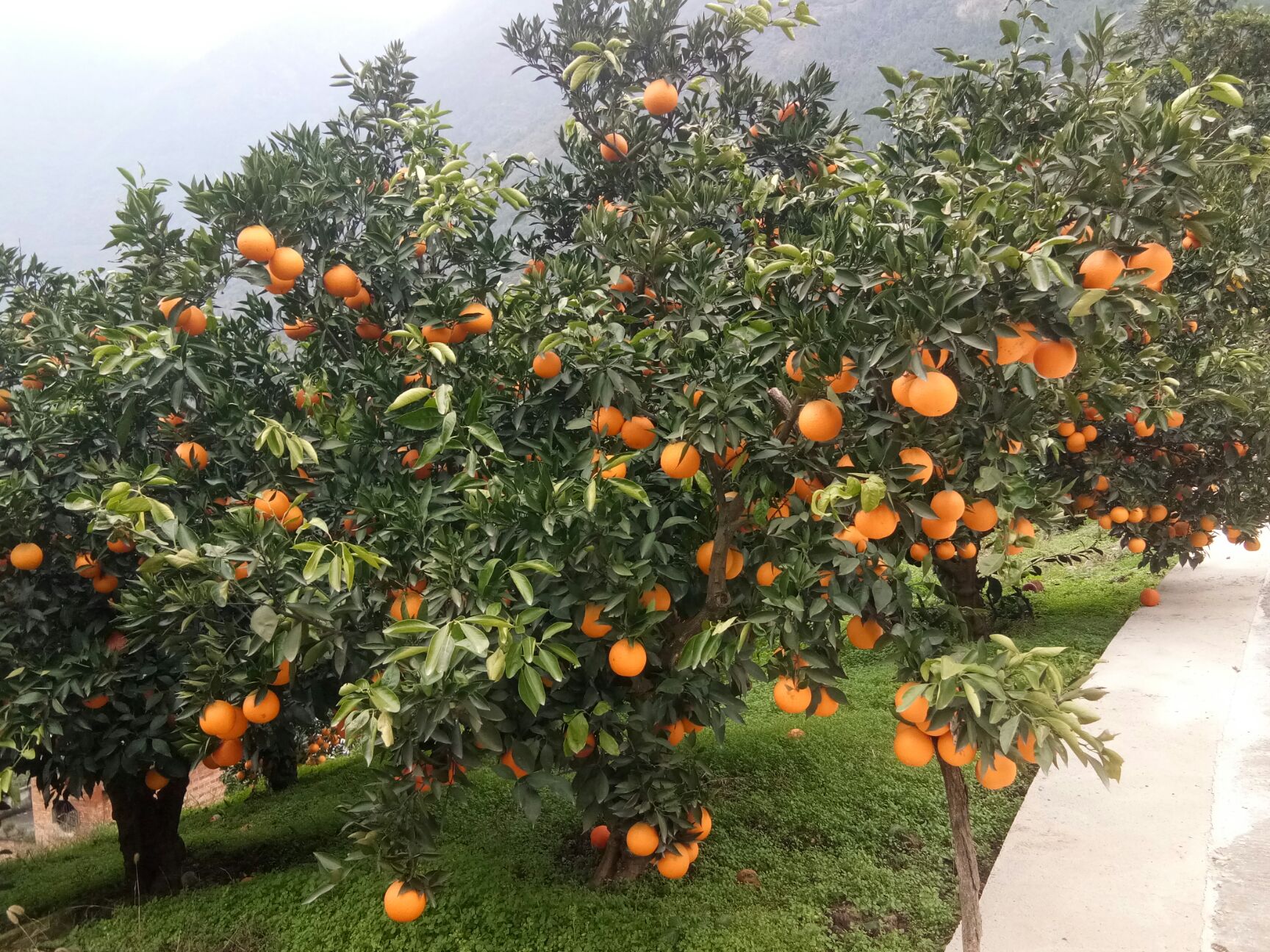 九月红脐橙  秭归脐橙九月红，口感好水分充足，不添加任何防腐剂，现摘现发