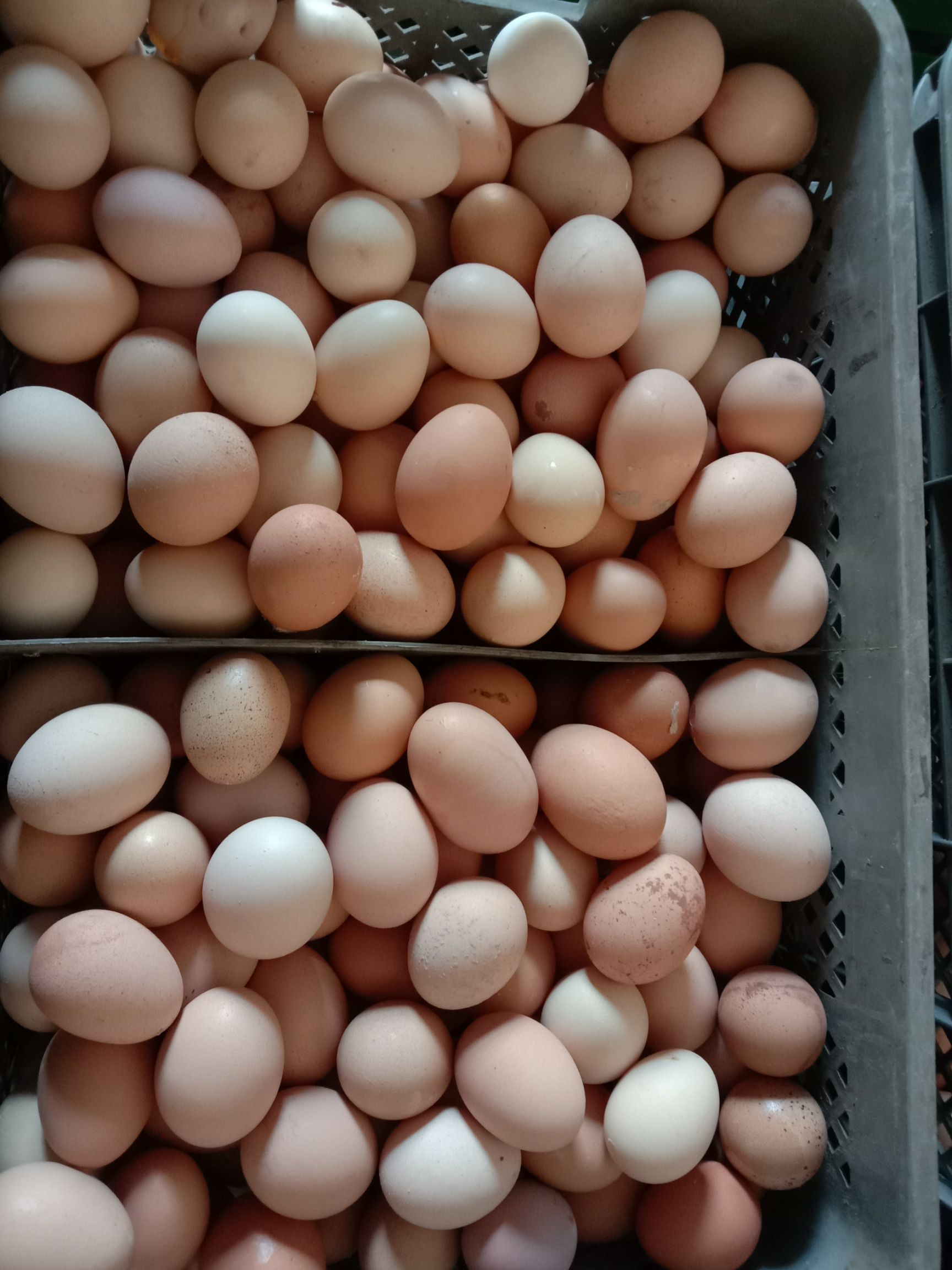 普通鸡蛋 食品厂面包房饭店食堂专用鸡蛋