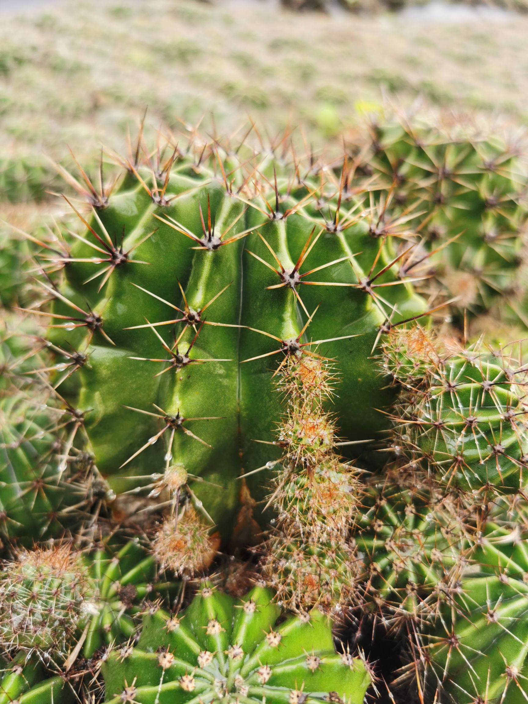 仙人球 食用仙人草球 6年1斤左右老球 价值高