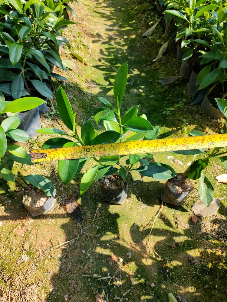 非洲茉莉 25-30高，宽25-30