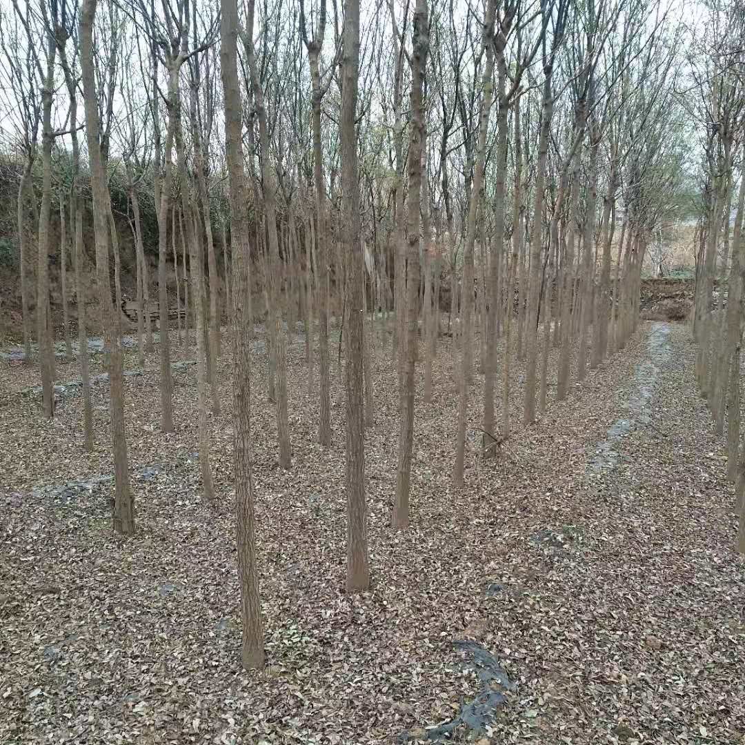  国槐，身高3米分枝，树冠5米以止。米经5~8公分。树身垂直。