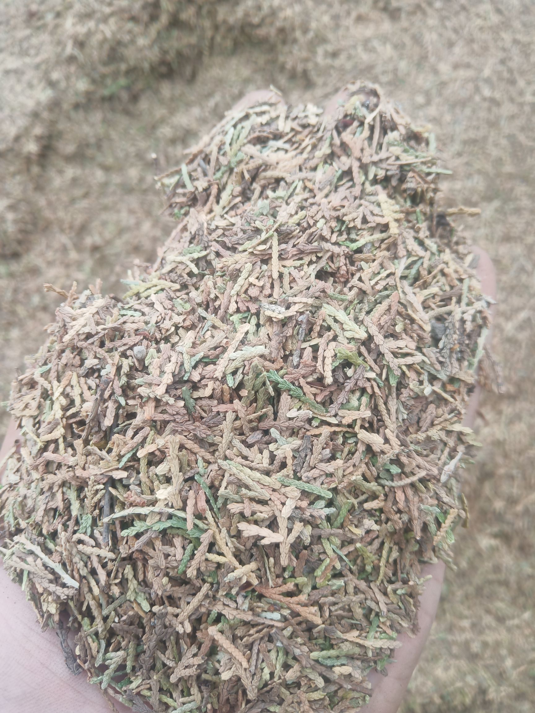 侧柏叶山东临沂产地直销