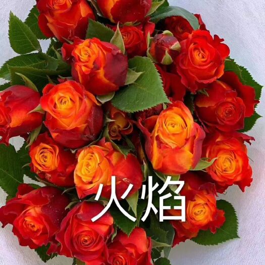 昆明无刺蔷薇 