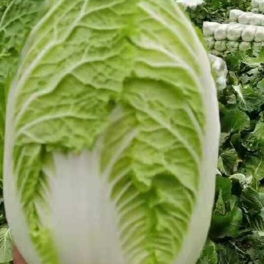 郯城县 【精品】胶州大白菜-基地直供-货源充足-保证质量