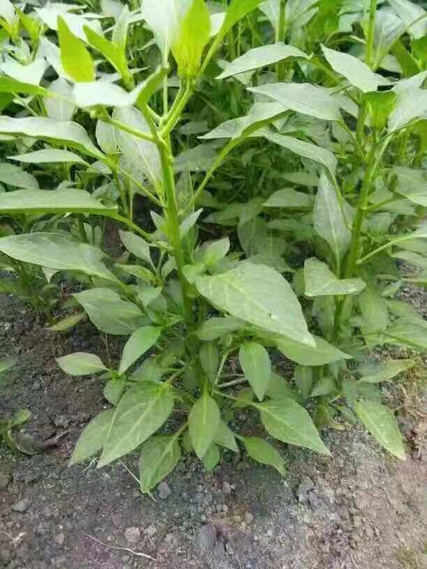 牛角椒苗 8～10片真叶