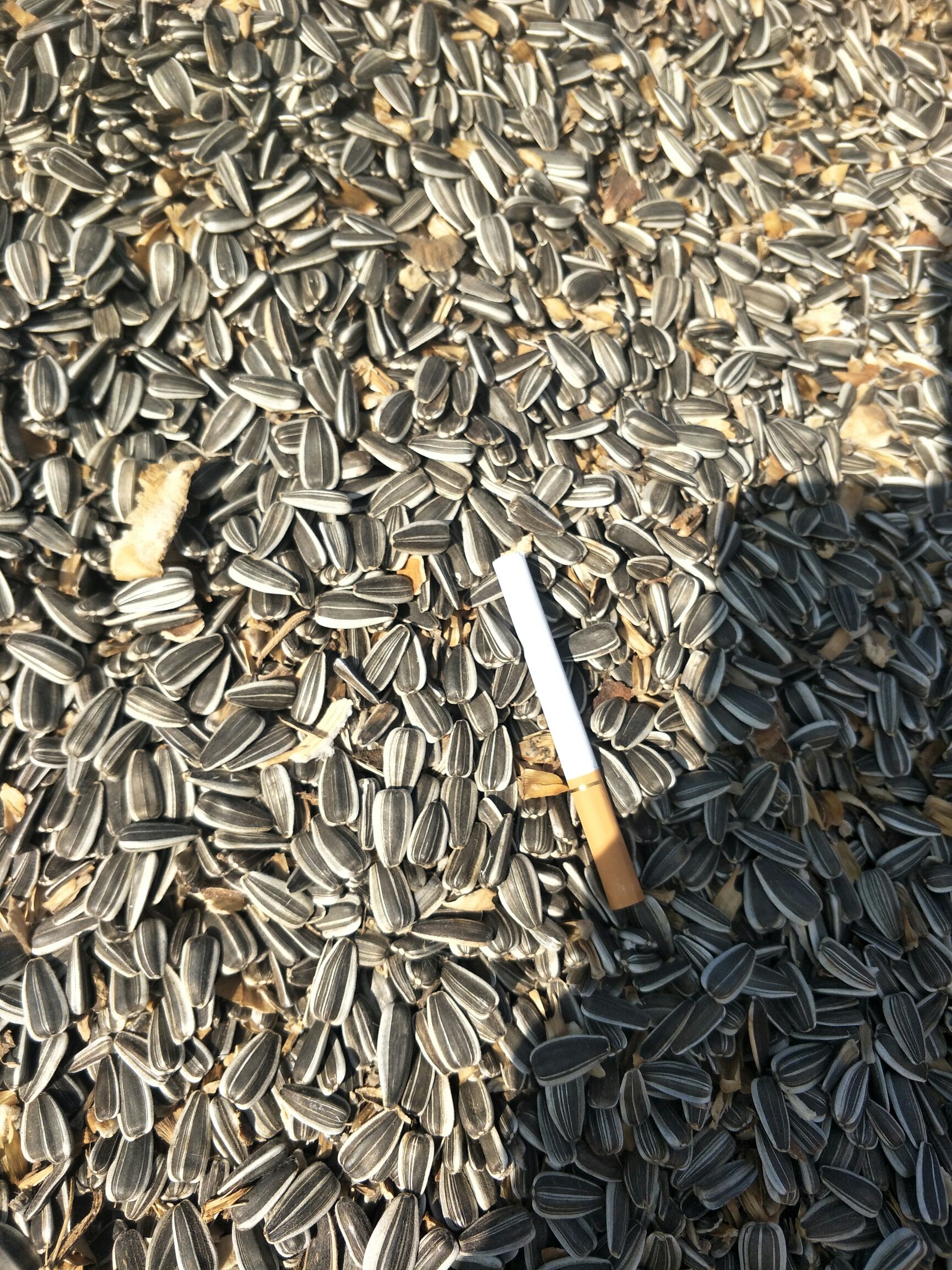 葵瓜子  自己家种的3135葵花，个大，仔饱满