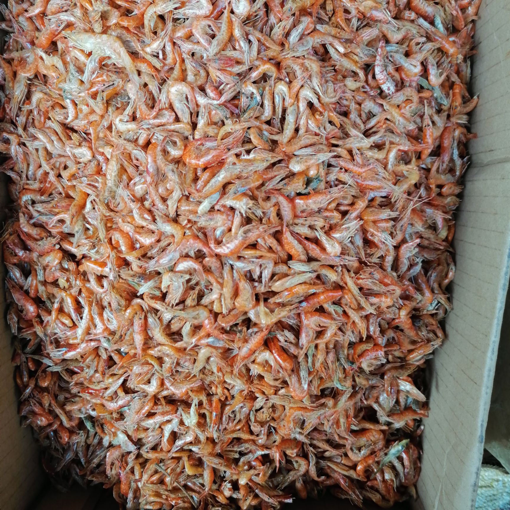 虾干  火焙虾 干虾烤虾  小虾米全干烤虾一手货源