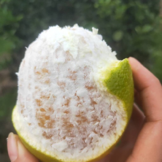 眉山长虹脐橙 地头通货 