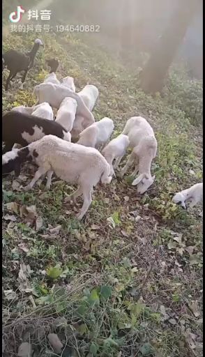 杜寒杂交羊 50-80斤 