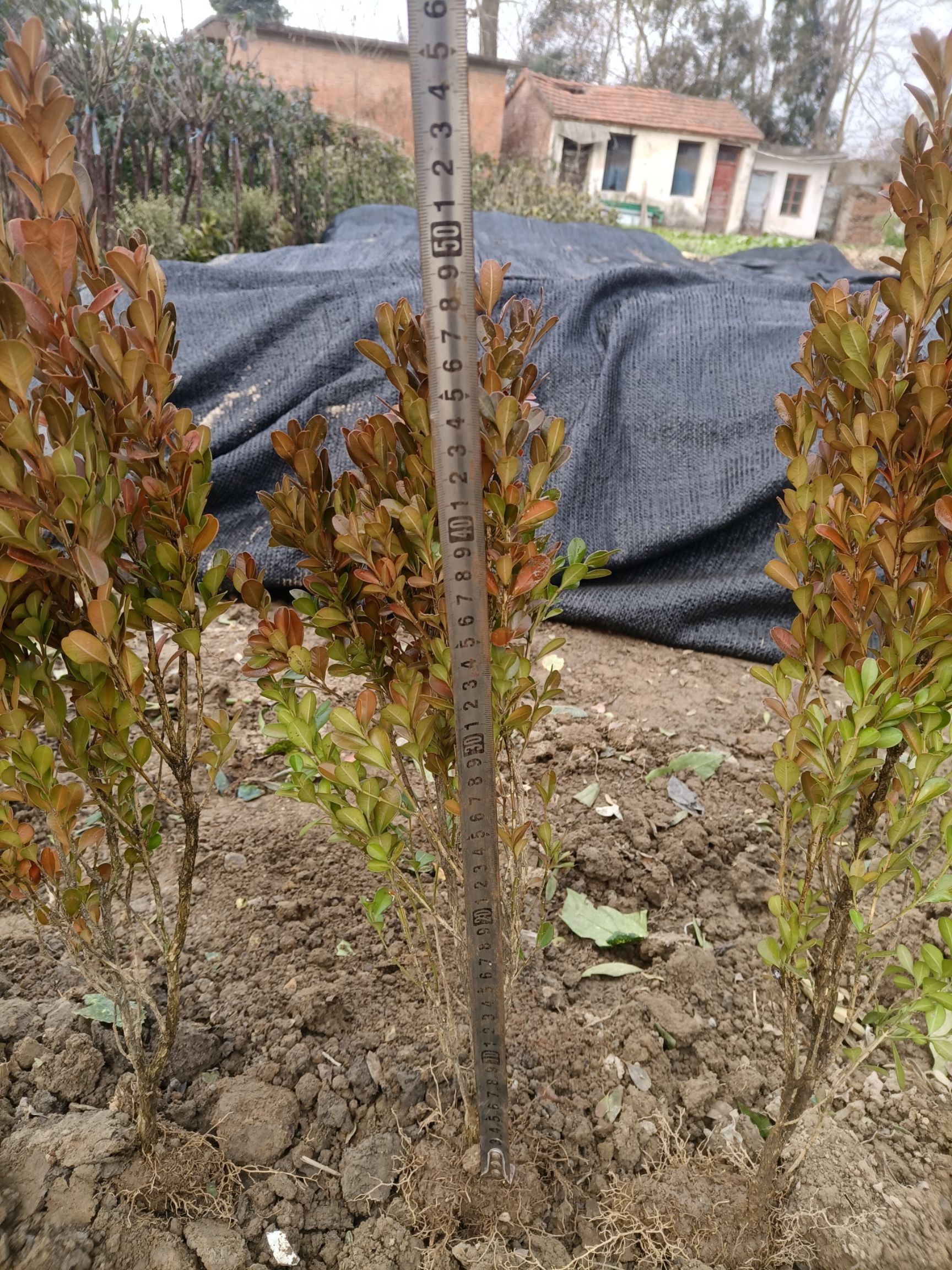 大叶黄杨豆办黄杨百万数量农户直供