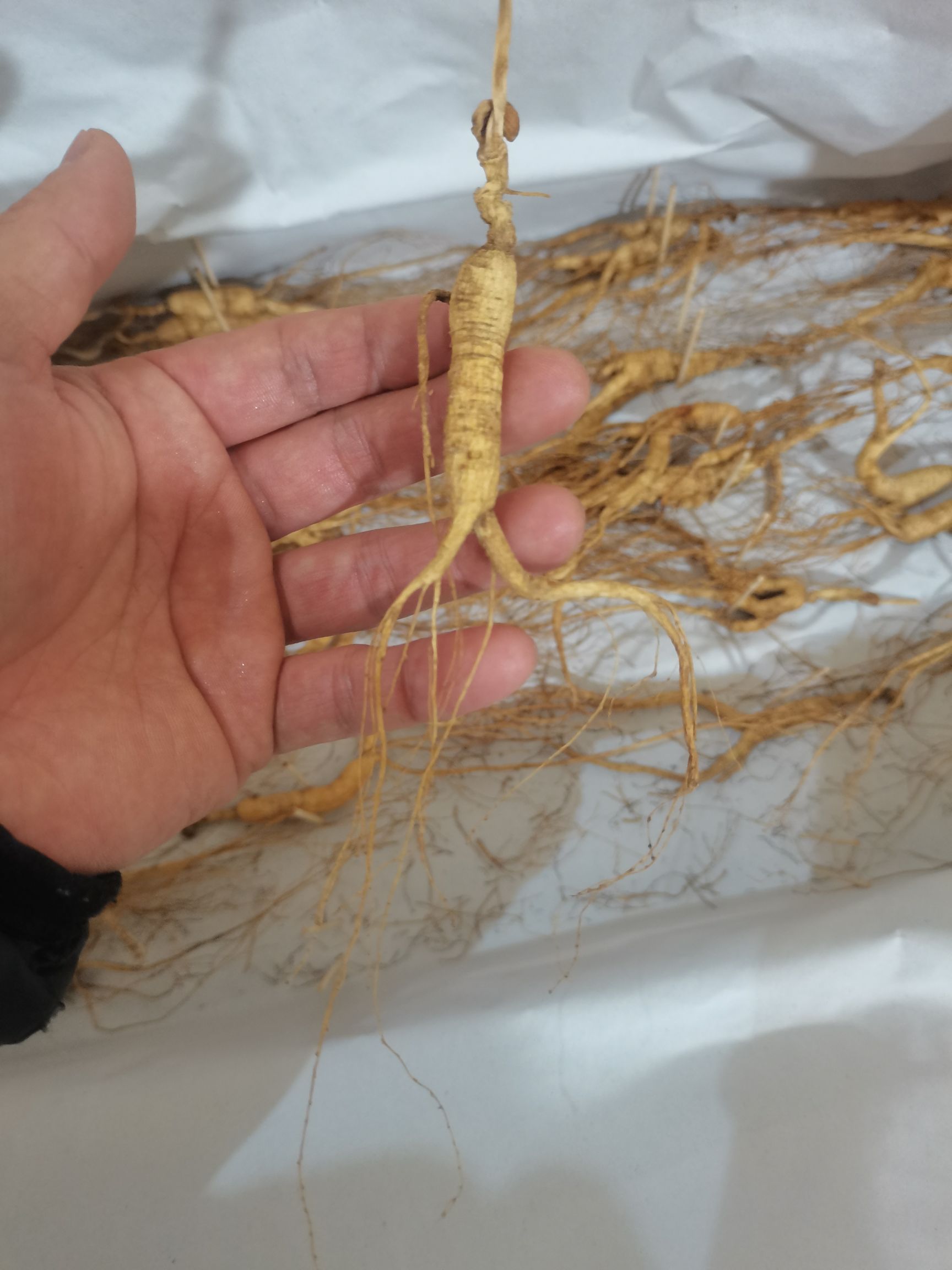 长白山林下参，籽货，产地直销，可泡酒，煲汤，泡水，无药物残留