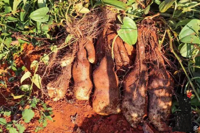 山药 云南秤砣山药 文山红土山药 坨坨山药。