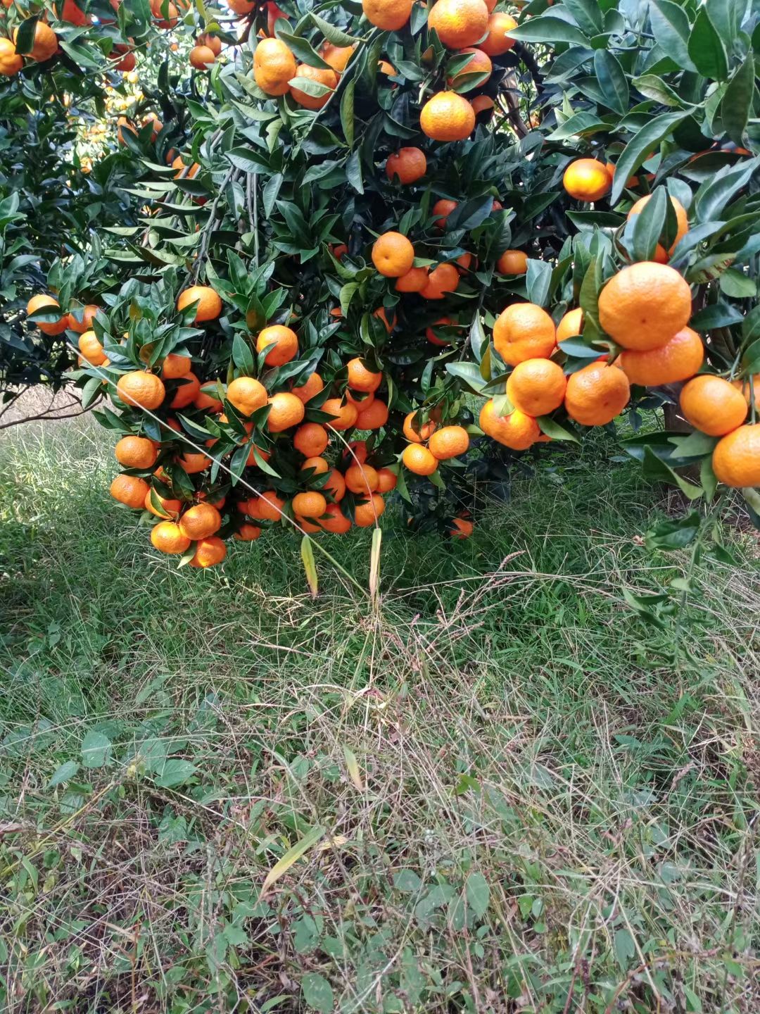 默科特果型饱满、皮张好、化渣多汁口感好