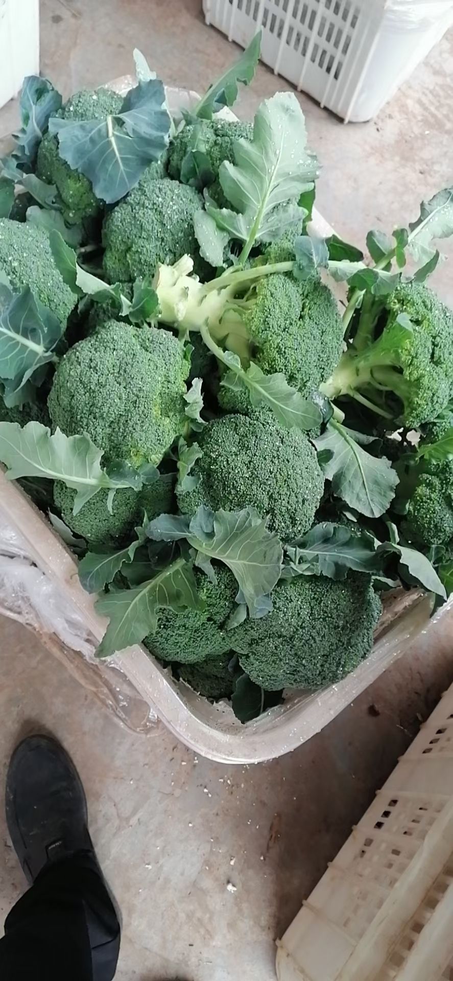 耐寒优秀西兰花  精品西兰花！球型鲜绿！个头匀称！精品包装！