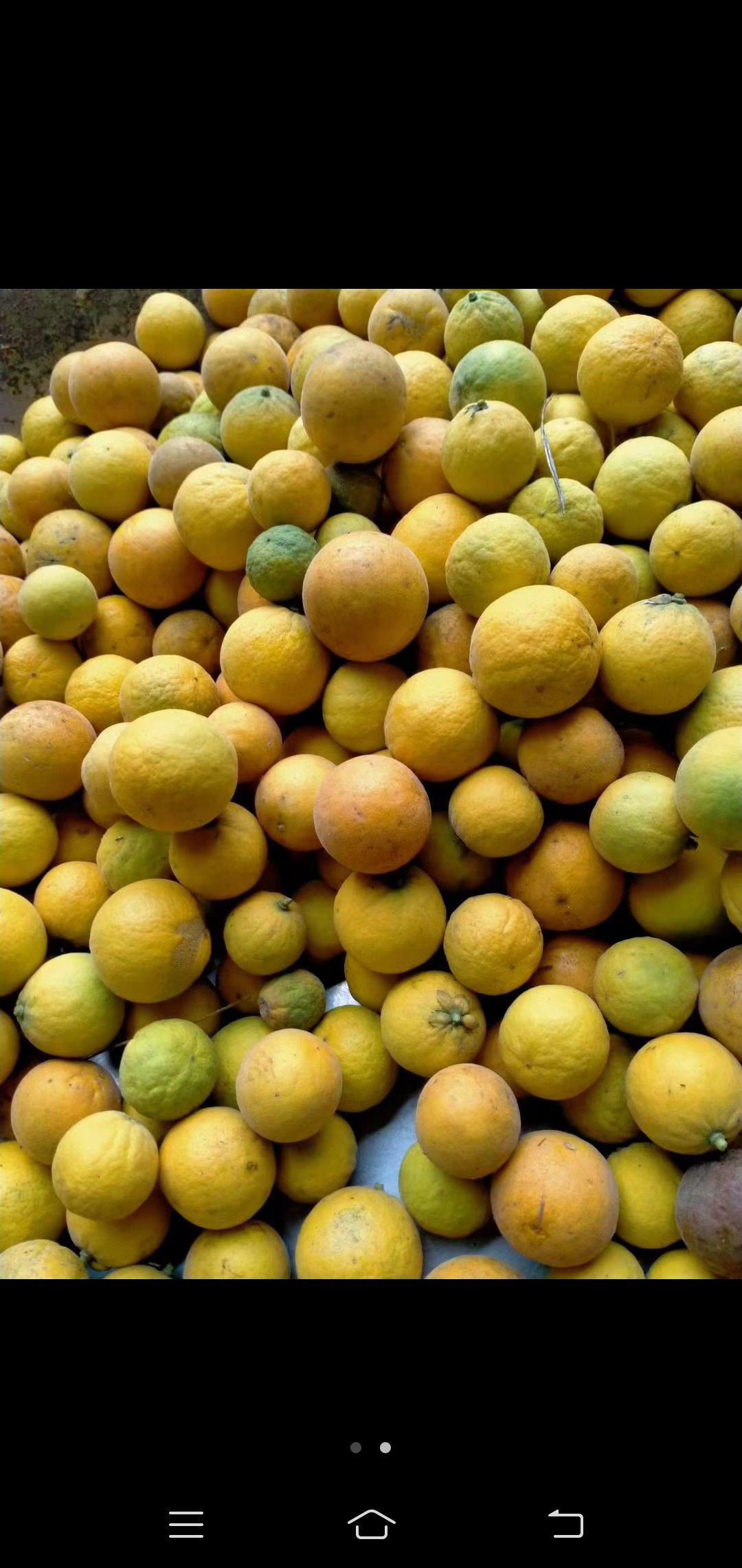 临沂枸橘种子（枳壳种子）当年新货产地直销出芽率高价格实惠