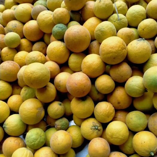 临沂枸橘种子（枳壳种子）当年新货产地直销出芽率高价格实惠