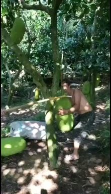海南三亚菠萝蜜干包黄肉新鲜水果菠萝蜜15-30斤精选饱满通货