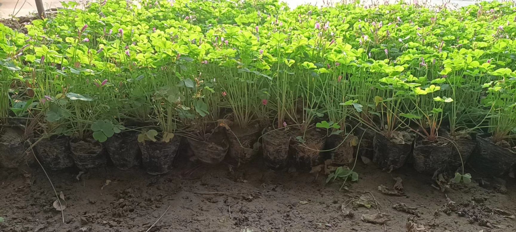 红花酢浆草  红花草 红花醡浆草庭院绿化工程用苗