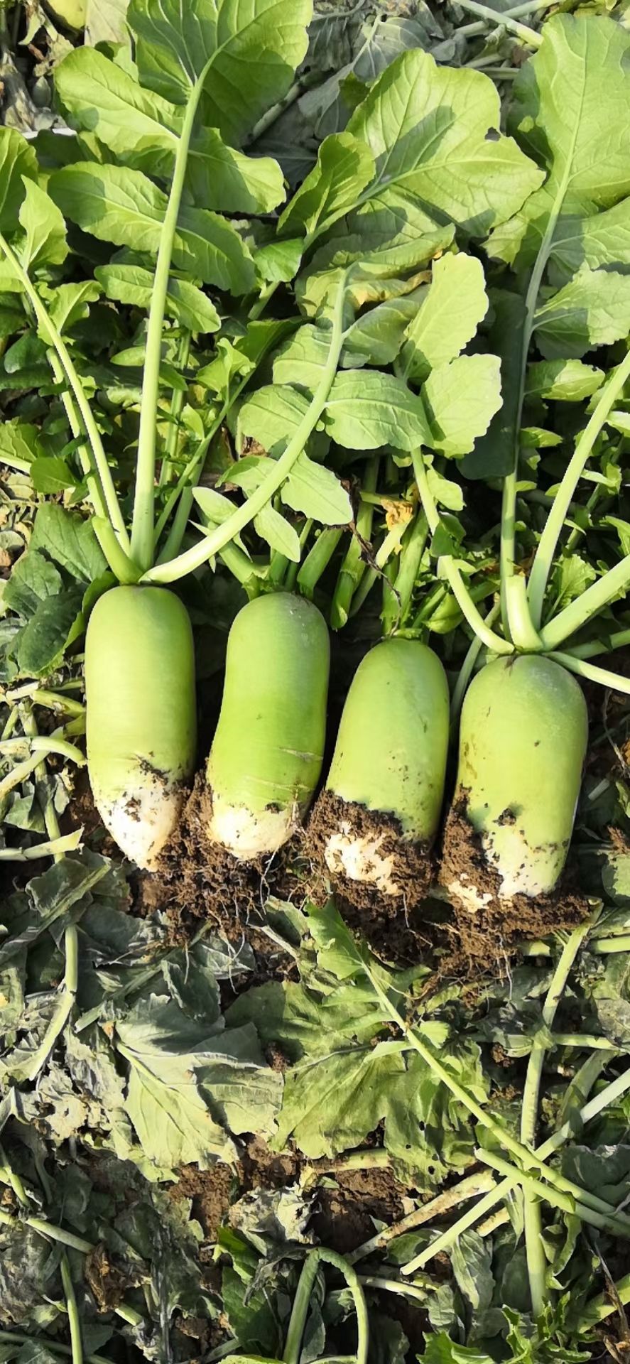 青萝卜大量上市