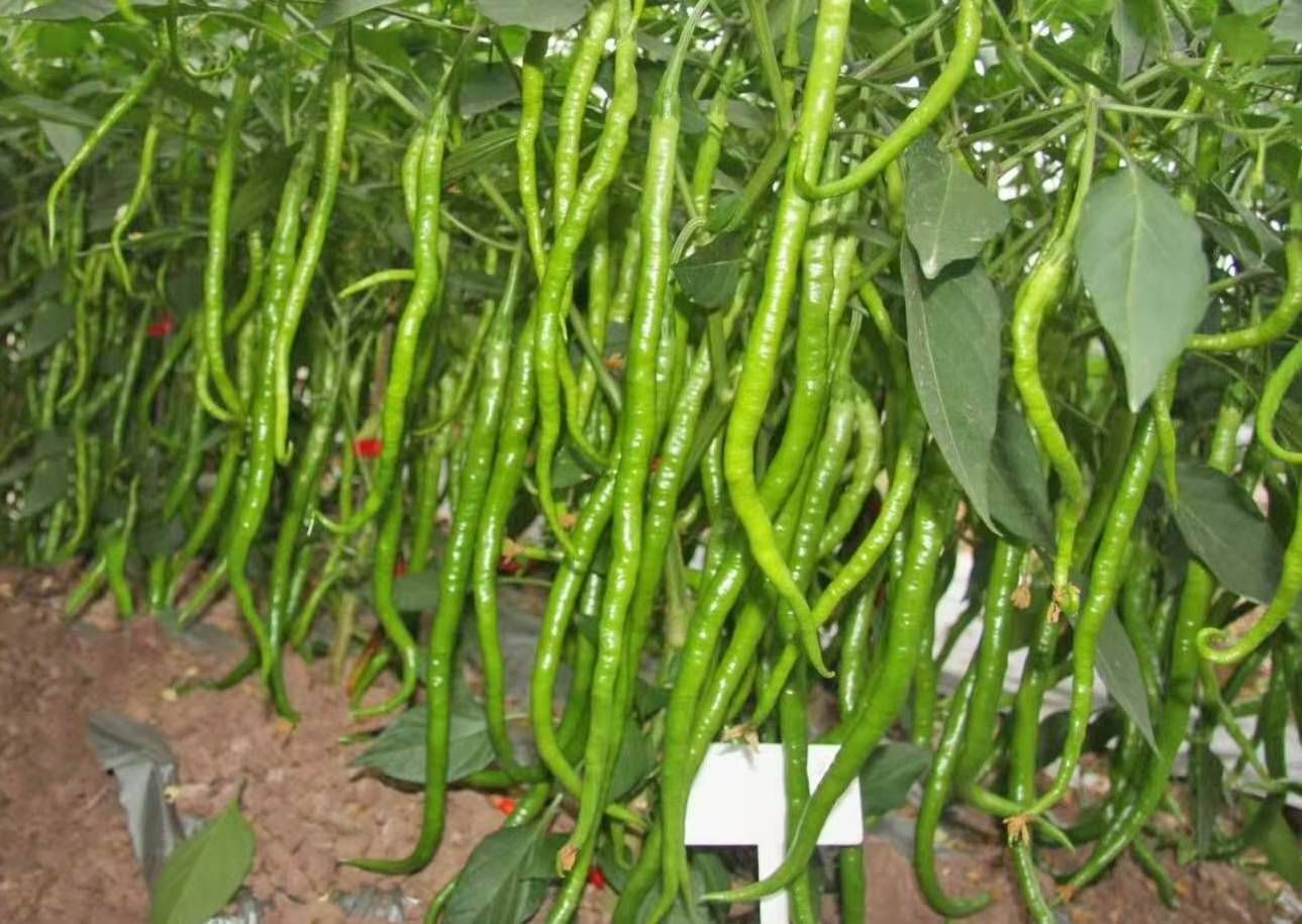 二荆条辣椒厚皮薄皮长度30cm