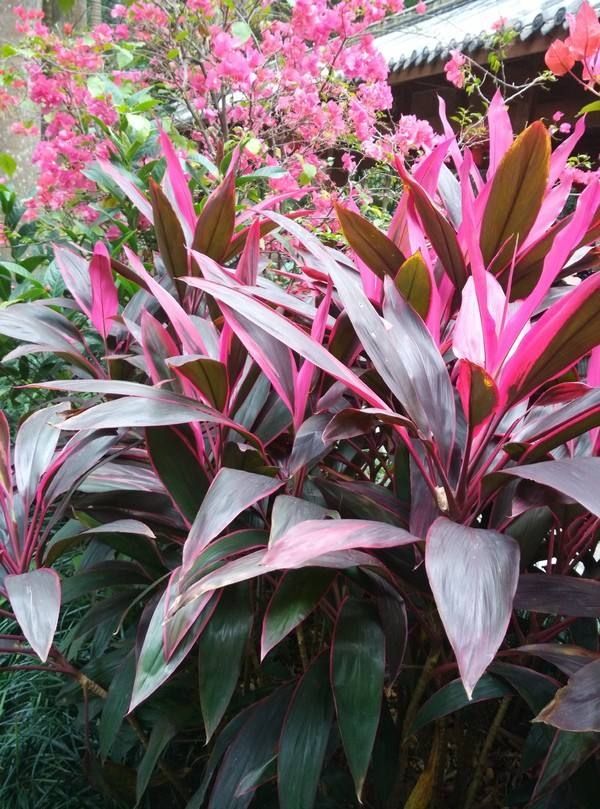 红叶朱蕉朱蕉苗红竹苗亮叶红铁树朱焦工程绿化苗