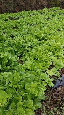 速生小白菜 高原山区小白菜