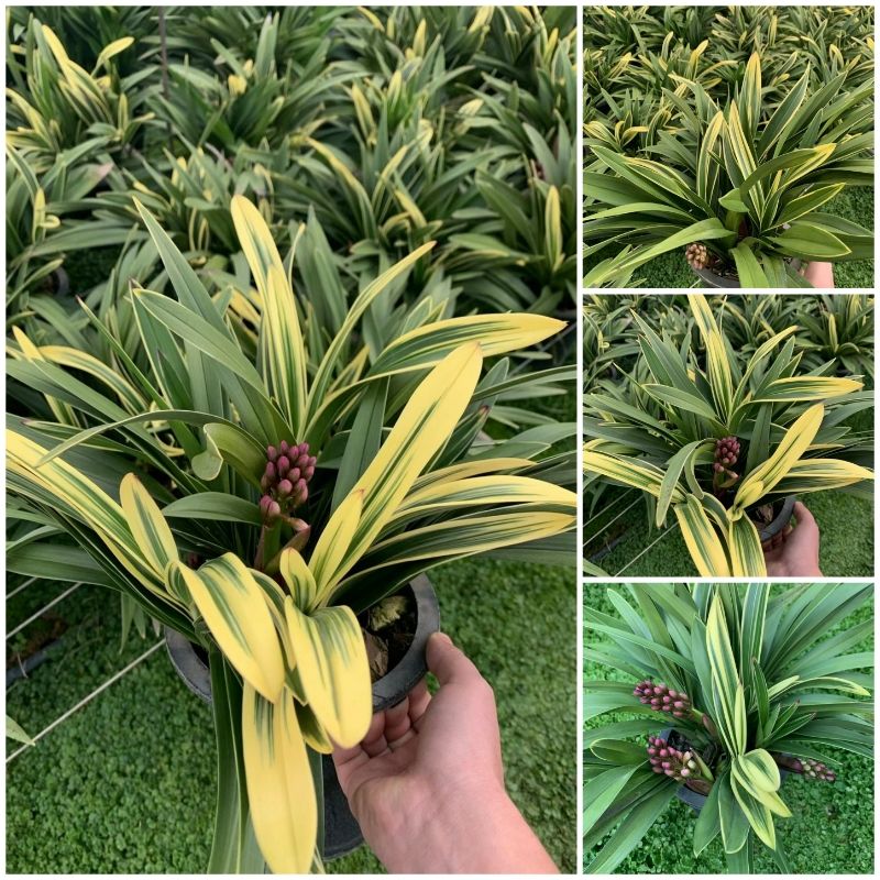 大花惠兰带花苞原盆发货兰花客厅室内观花植物