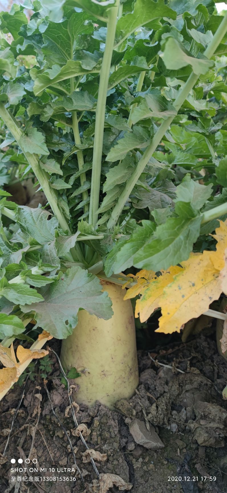 六0白菜大萝卜水萝卜自家种无农药无施肥马上可摘