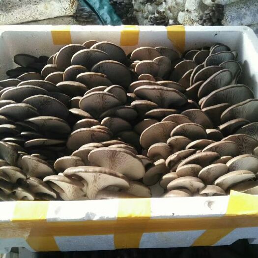 成安县金辉食用菌基地.自产自销优质鲜平菇、根小叶大厚实、色彩黑亮