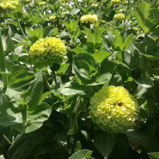 沭阳县百日草种子步步高百日菊种子批发