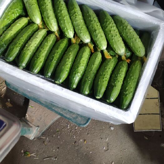绥中县刺黄瓜 15~25cm 