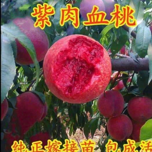 平邑县血桃苗  血肉红桃树苗，自然香甜脆，多汁，南北方都可种植，欢